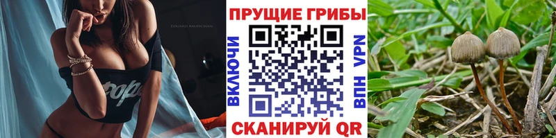 Псилоцибиновые грибы мухоморы  мега зеркало  Нестеровская 